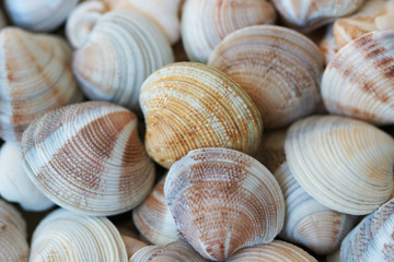 Ракушки крупным планом
