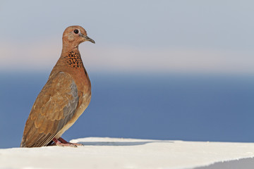 Near the sea/Streptopelia senegalensis