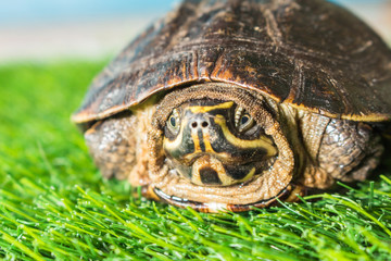 Obraz premium turtle on green grass texture background eco concept, asia, thai