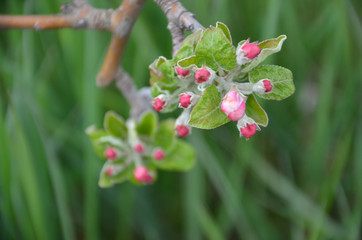 Apple tree in blossom