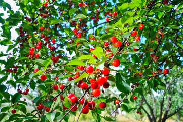 Cherries