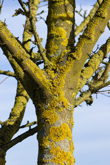 Green lichen covered the tree