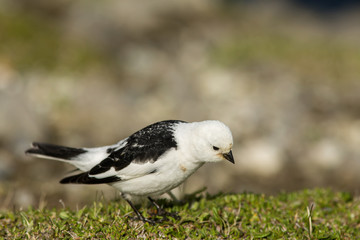 Snow bunting, Plectrophenax nivalis during summer in its habitat in Norwegian nature