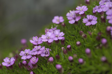 Moss campion (Silene acaulis) blooming in little purple flowers in harsh conditions in boreal areas
