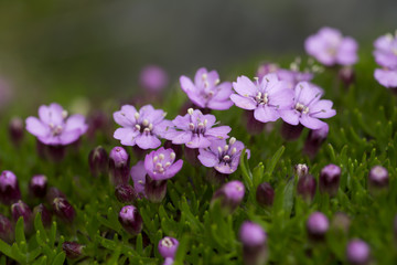 Moss campion, cushion pink, Silene acaulis