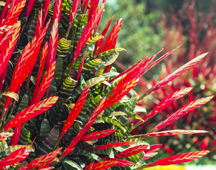 Bright red exotic flowers
