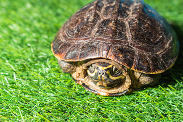turtle on green grass texture background eco concept, asia, thai