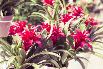Guzmania flowers toned photo