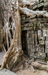 tree in ruin Ta Prohm, Cambodia.