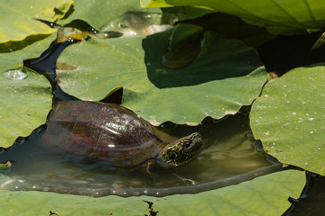 turtle basking on water lily leaves