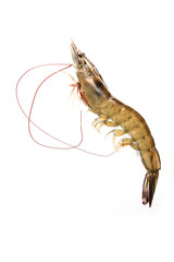 Raw shrimp