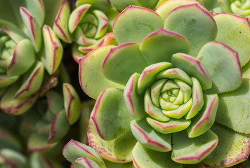 Succulent plant Hen-and-Chickens /Crassulaceae / Houseleek/ Semp