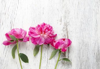 Stunning pink peonies on white rustic wooden background.