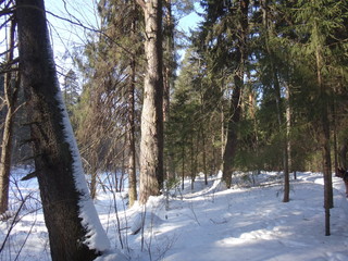 Зимний лес с сугробами в солнечный день