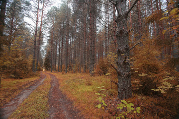 Road in the autumn forest