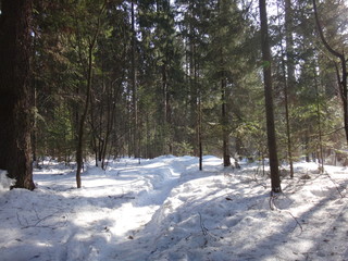 Зимний лес с сугробами в солнечный день