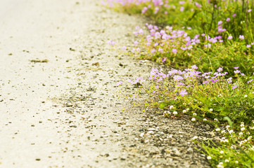 Roadside flowers