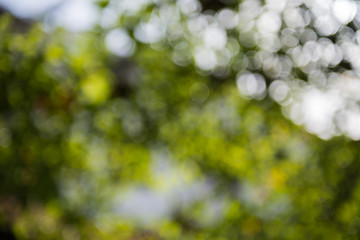 Green from nature bokeh for background