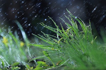 wild spring flowers