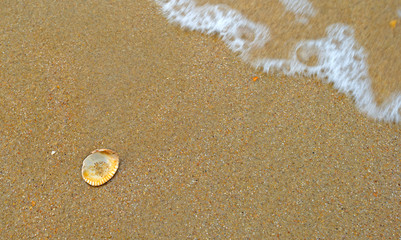 Shell dropped on a beach by the sea 