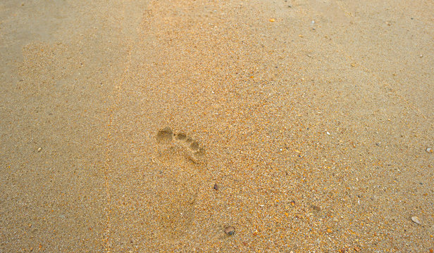 Footprint in the sand of a beach in summer