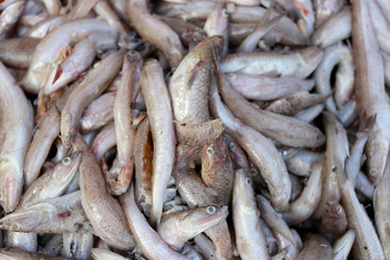 pile of raw Lizardfish.