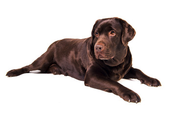 Labrador