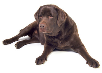 Labrador