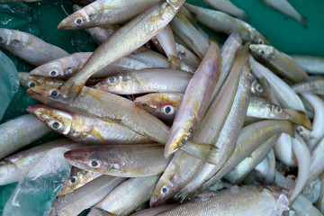 Fototapeta premium pile of Silver sillago fish or Sillago maculata.