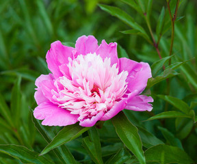 Georgeous pink peony in bloom
