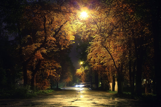 Autumn night landscape in the park alley trees