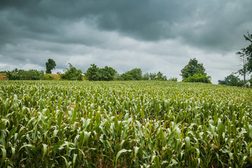Asian Corn Field With Blue Sky