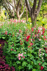 Beautiful Hollyhock Flowers in Garden.