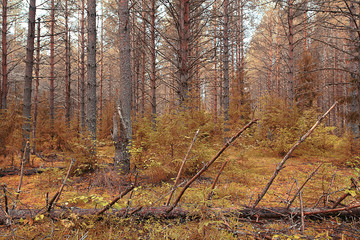autumn park landscape with trees with yellow foliage