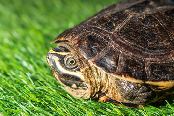 turtle on green grass texture background eco concept, asia, thai