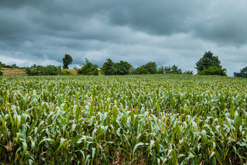 Asian Corn Field With Blue Sky