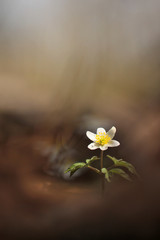 close up of white windflower with selective focus and shallow DOF