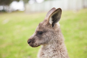 Baby kangaroo