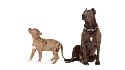 Adult dog and puppy of the breed pit bull