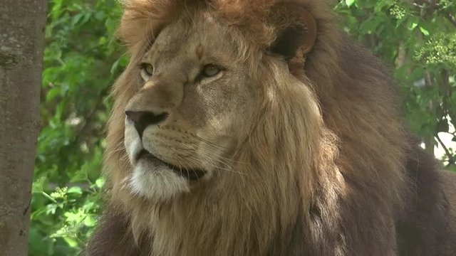 ULTRA HD 4k Real Time; Close Up Of A Majestic Male Lion