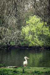 White pelican and lake in St. james's park