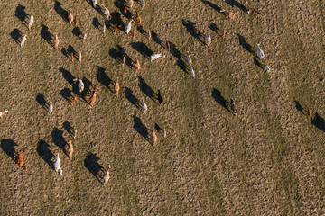 Aerial view of herd of cows at summer green field