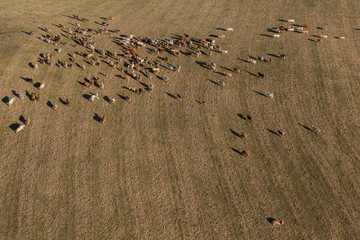 Aerial view of herd of cows at summer green field