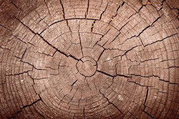 Fototapeta premium The texture of an old tree