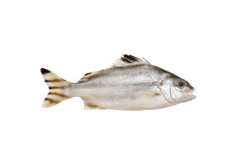 Grunter fish isolated on white background.