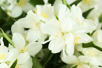 Naklejka na ściany i meble White flowers of jasmine background