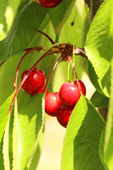 Sweet cherries hanging on a tree branch, outdoors