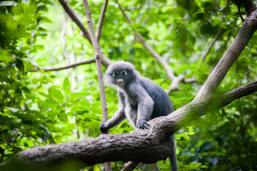 Obraz premium Dusky Leaf Monkey on the tree