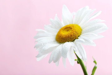 Chamomile flower on a pink background