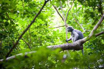 Dusky Leaf Monkey on the tree